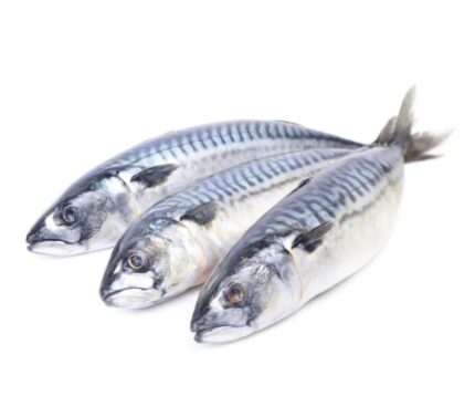 Iceland mackerel