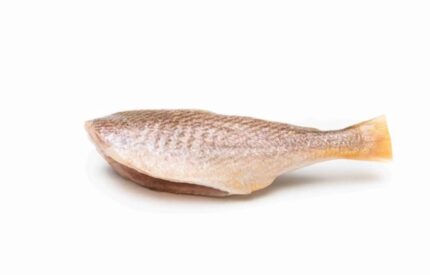 Headless croaker