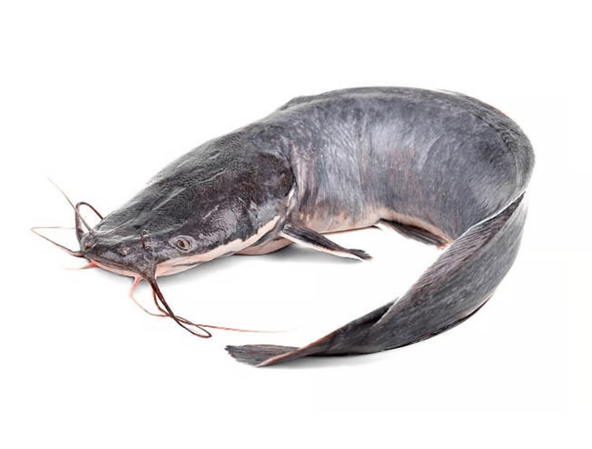 WhatsApp Image 2025-08-05 at 12.45.51_709c3e2b